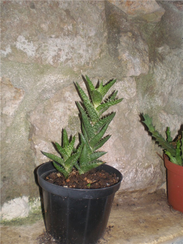 Aloe 