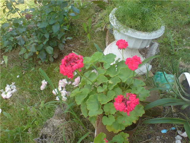 crvena begonija