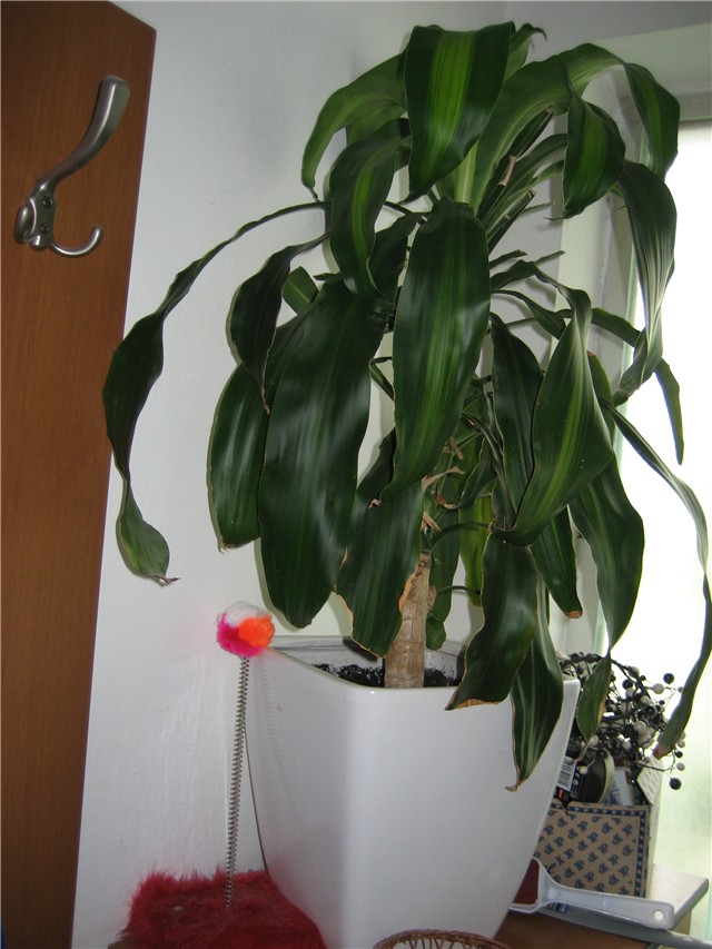 dracena