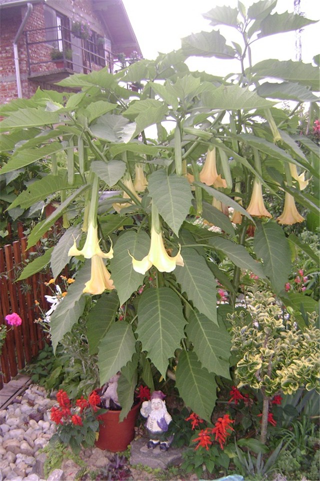 datura