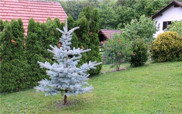 picea pungens edith