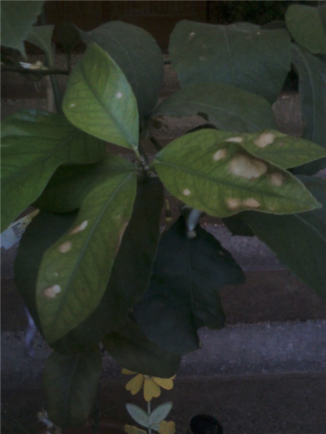 LIMUN