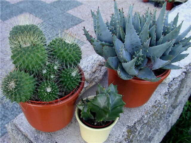 Mammillaria spinosissima Un Pico