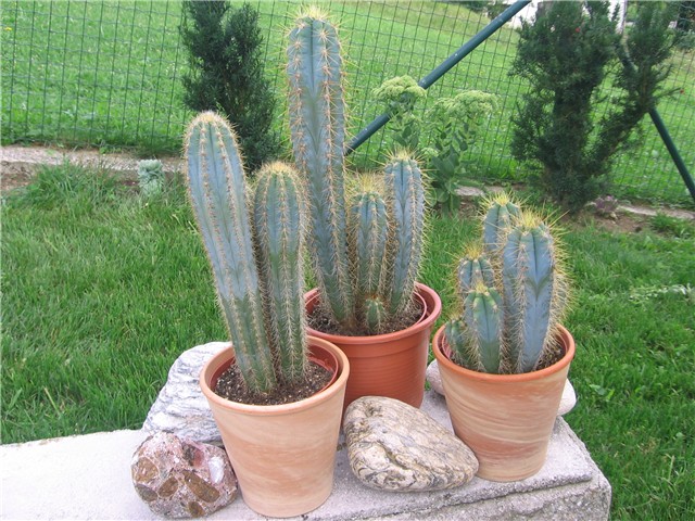 Pilosocereus pachycladus 
