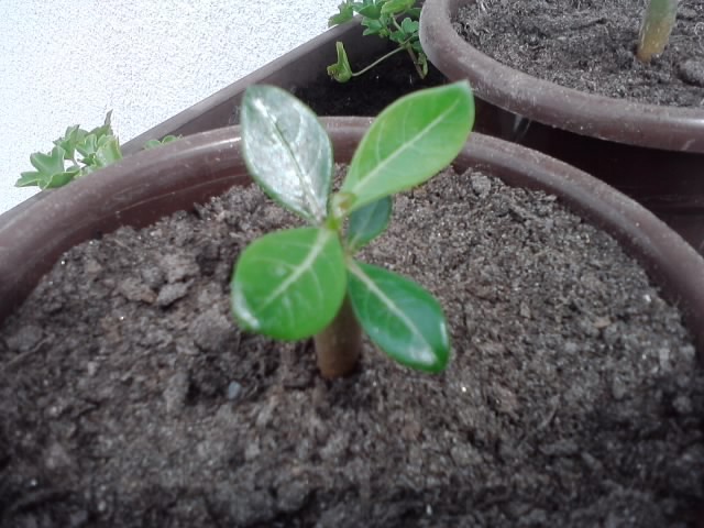 adenium