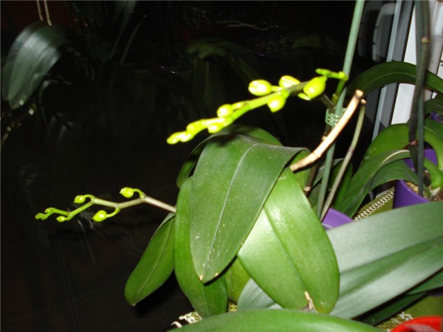orhideja