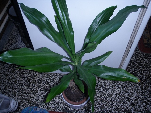 dracaena
