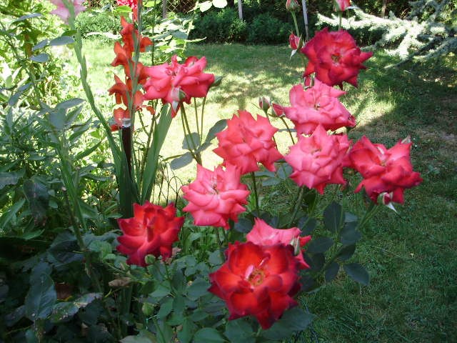 ruže i gladiole