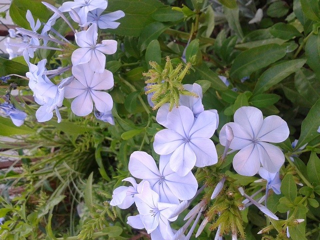 PLUMBAGO