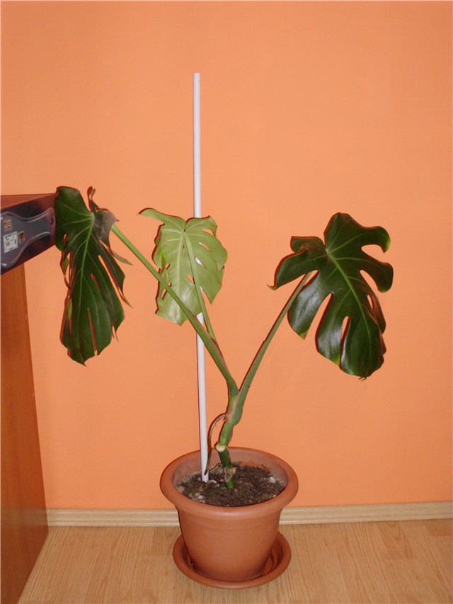 monstera