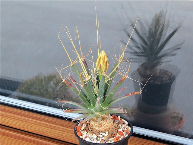 Leuchtenbergia principis