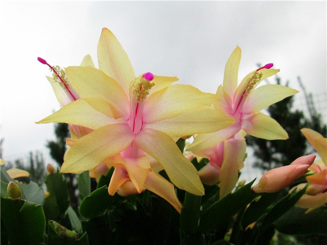 Schlumbergera