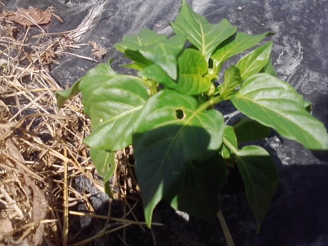 paprika babura