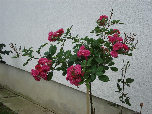 roza stablašica.JPG