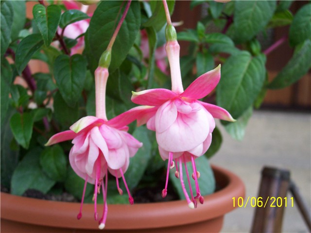 Fuksija,sa flore