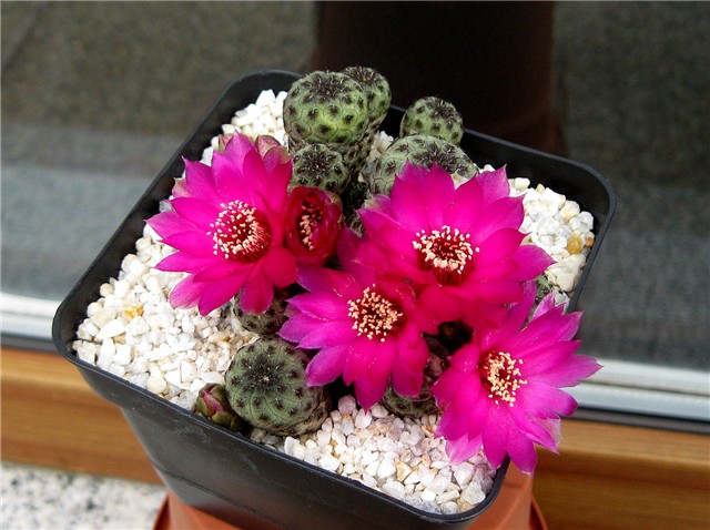 Sulcorebutia rauschii 