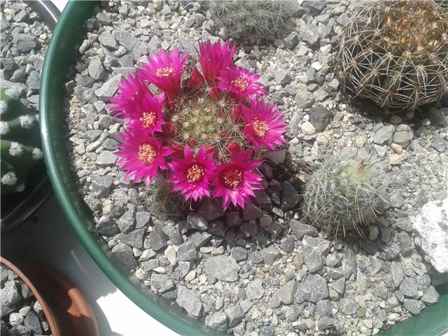 Mammillaria