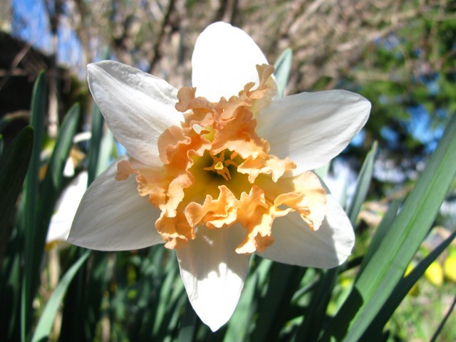 Narcissus 