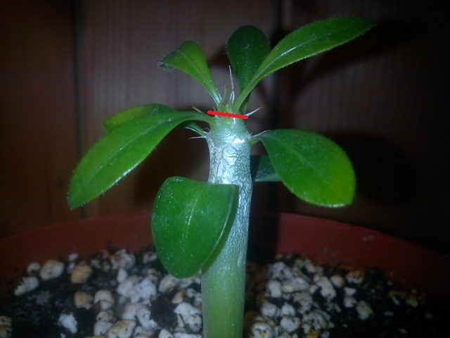 pachypodium saundersii, @mememe