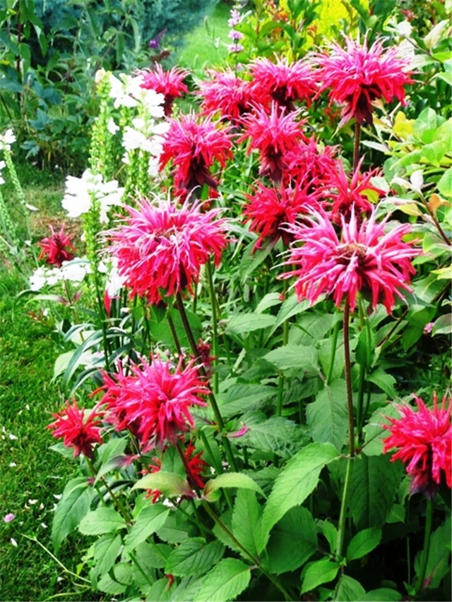 monarda