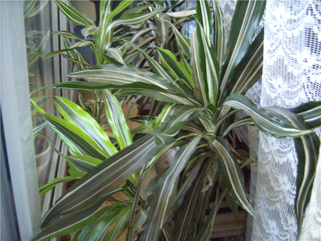 dracena