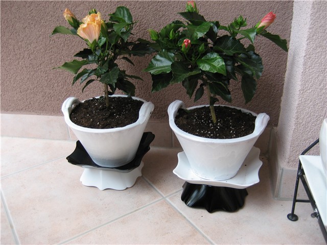 HIBISKUS