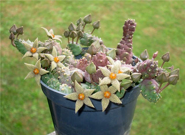piaranthus