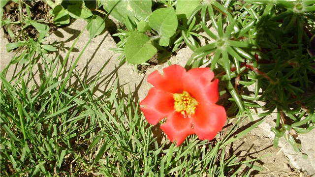 portulaca grandiflora - prkos