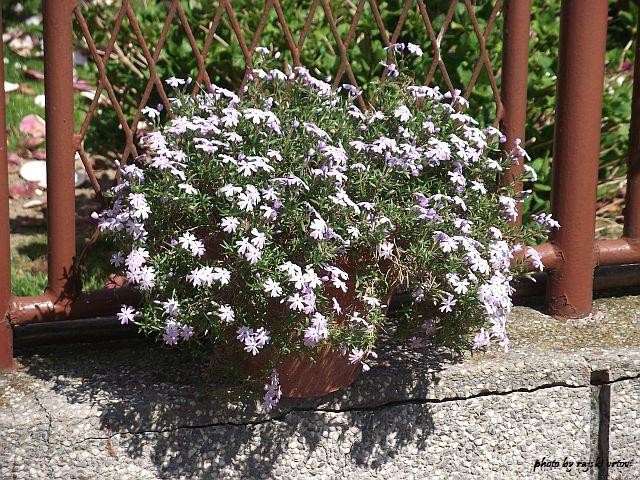 phlox