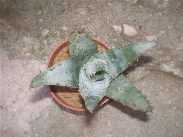 Aloe 
