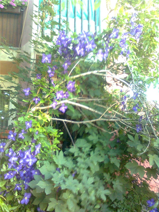 Klematis1