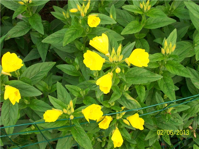 Pupoljka, Žuti noćurak - Oenothera biennis