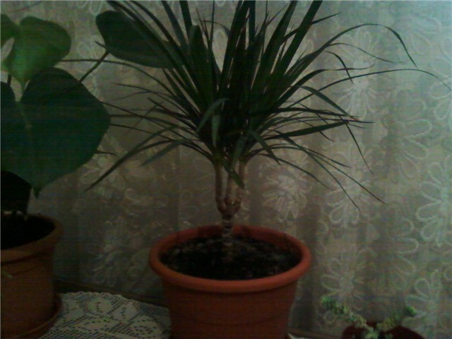 dracena