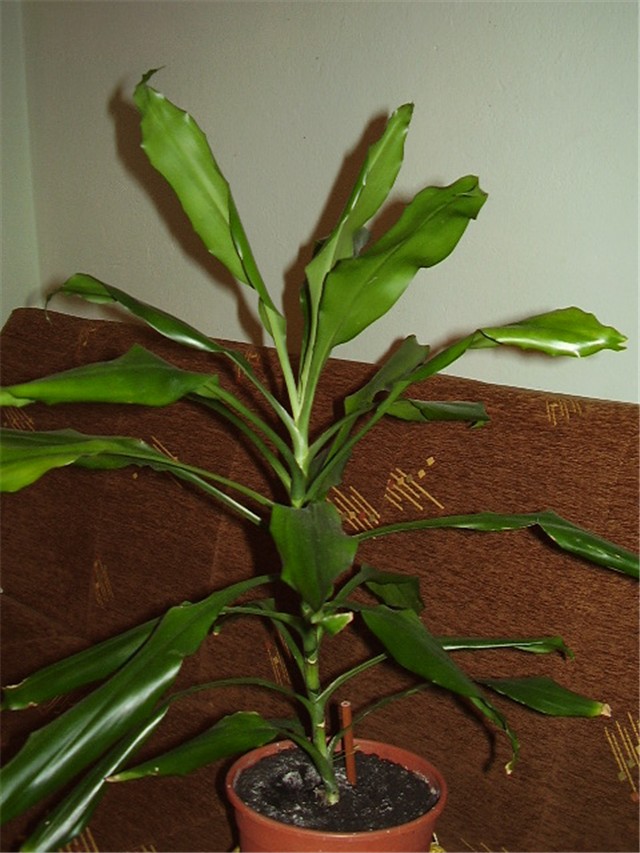 Dracena
