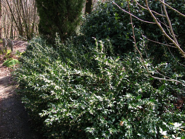 Sarcococca 