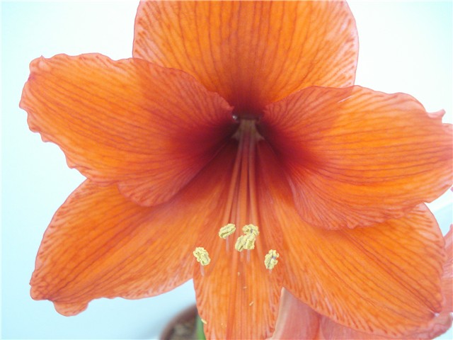 amarilis8
