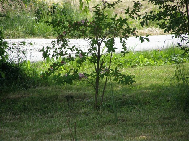Weigela