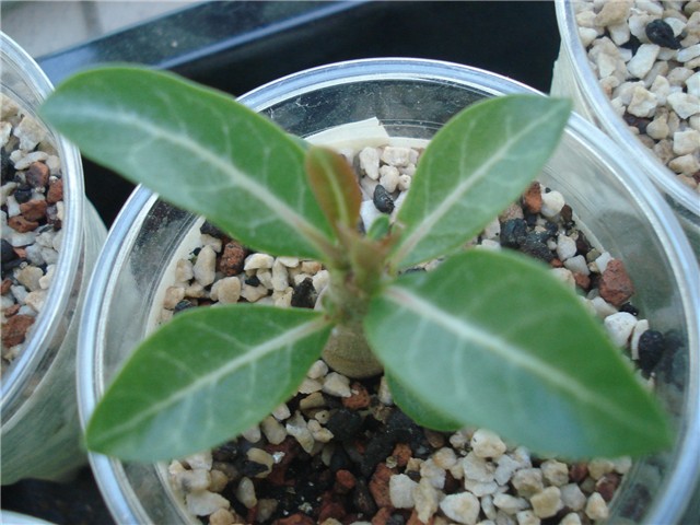 adenium mali II