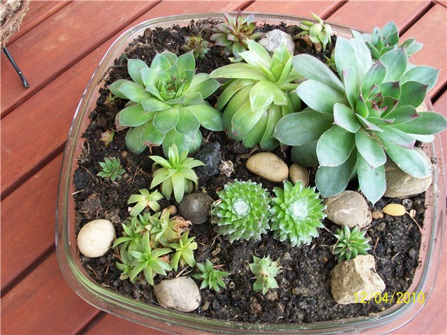 čuvarkuće%20-%20lat.%20sempervivum