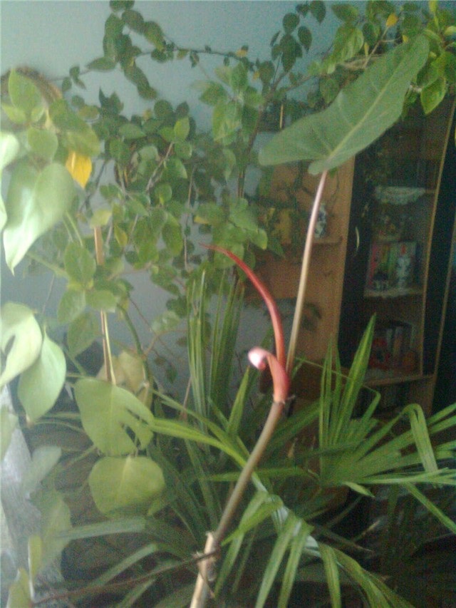 hibiskus