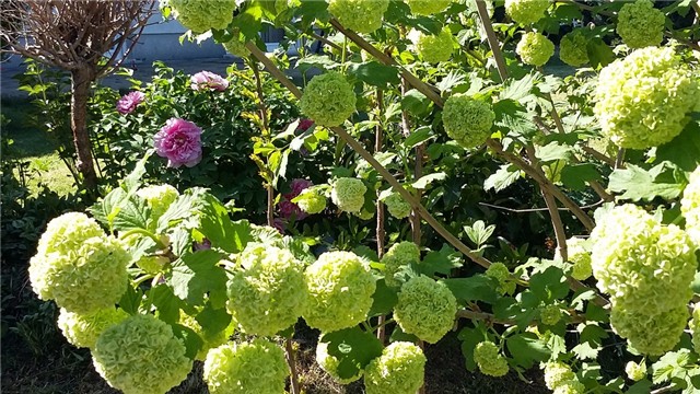 viburnum opulus