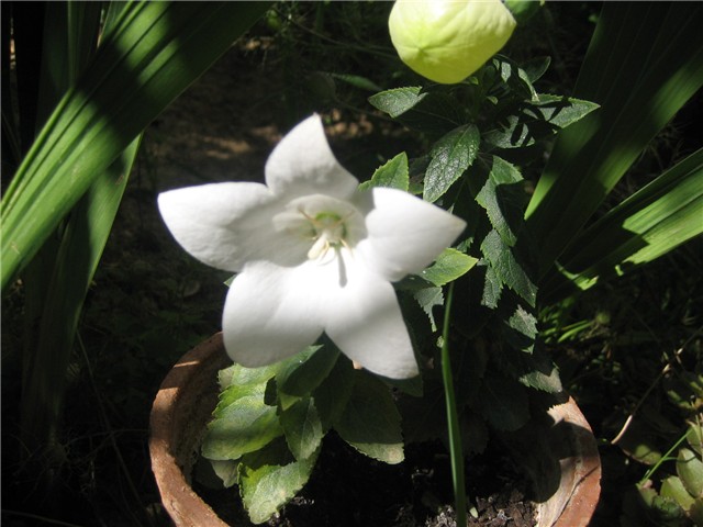 Balončić -Platycodon grandiflorus