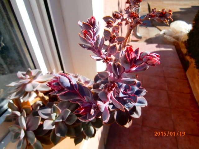 echeveria p. n