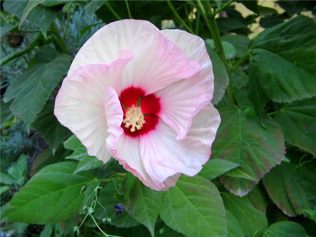 Hibiskus