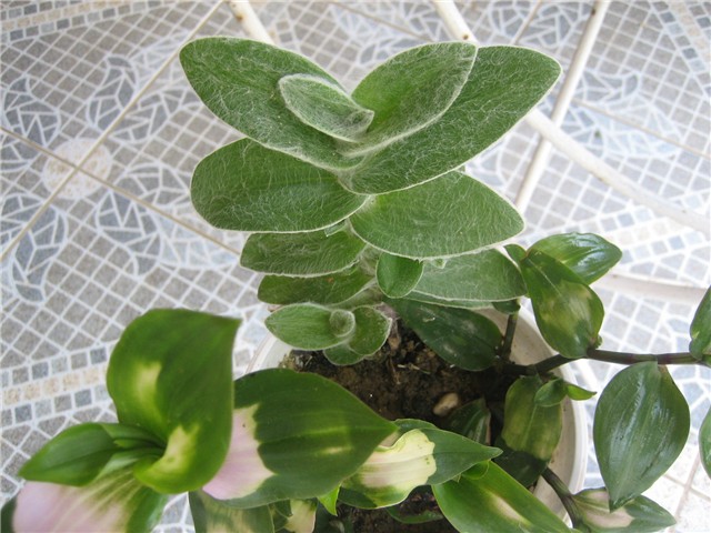 Dlakava tradescantia