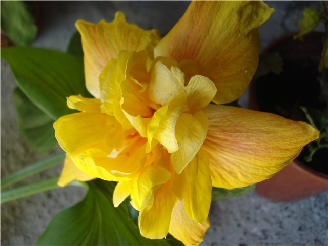 tropsko hibiskus