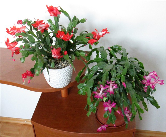 Schlumbergera 