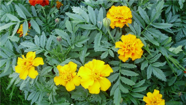 tagetes