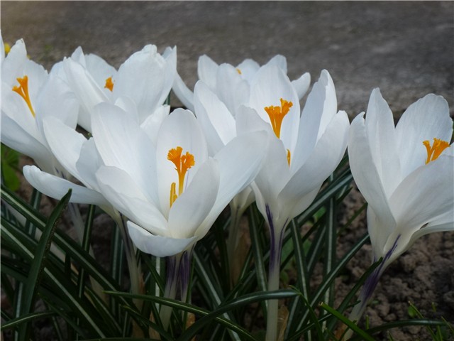  crocus Jeanne d