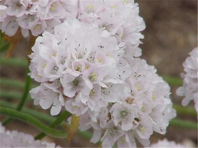 Armeria pseudarmeria 